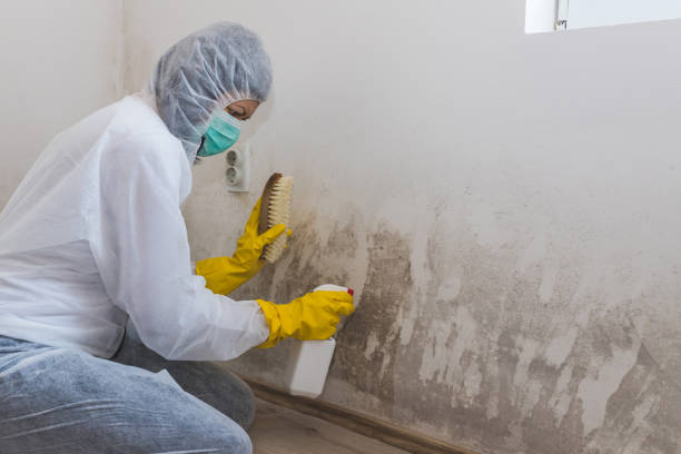 Best Forensic Mold Investigation  in Peabody, MA
