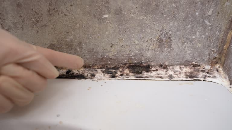 Mold Remediation for Vacation Homes in Peabody, MA