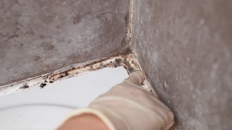 Best Real Estate Mold Inspection  in Peabody, MA