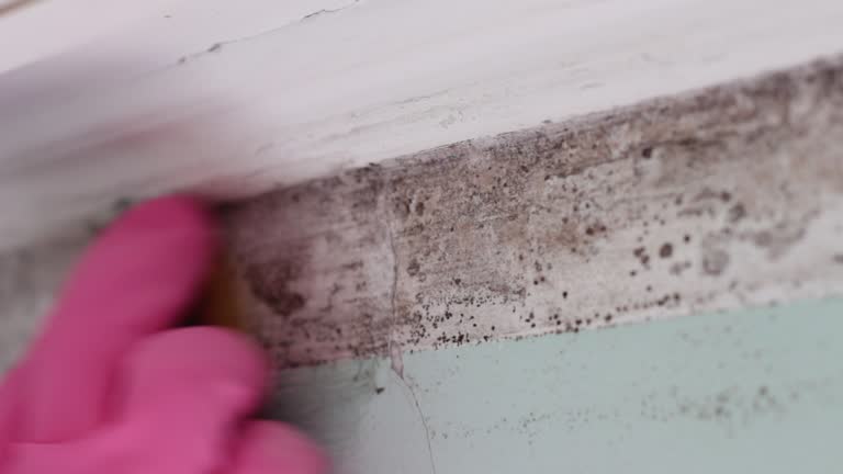 Best Asbestos and Lead Testing During Mold Inspection  in Peabody, MA